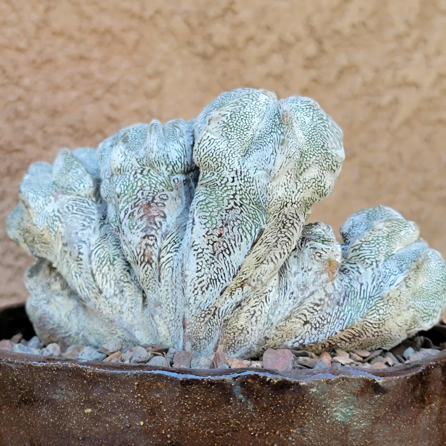 Astrophytum myriostigma cv. Onzuka cristata
