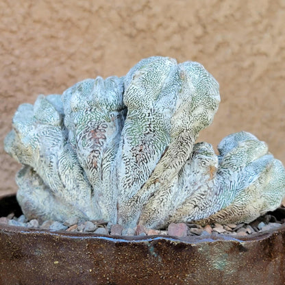 Astrophytum myriostigma cv. Onzuka cristata