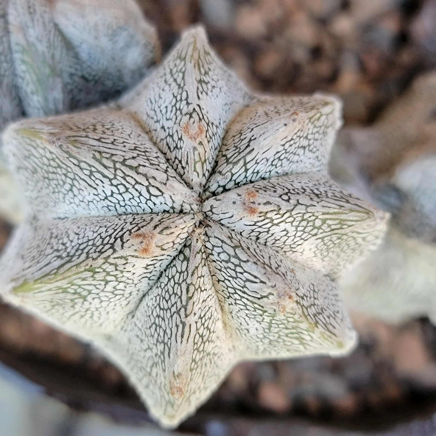 Astrophytum myriostigma cv. Onzuka cristata