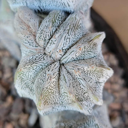 Astrophytum myriostigma cv. Onzuka cristata