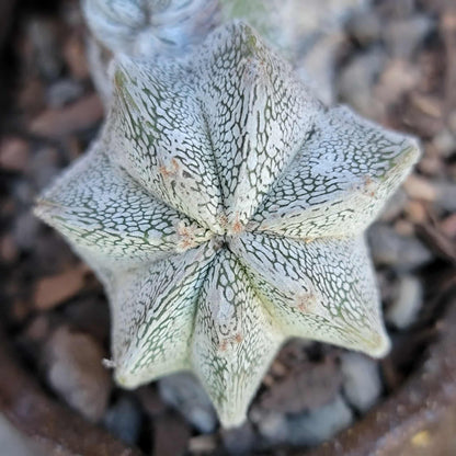 Astrophytum myriostigma cv. Onzuka cristata