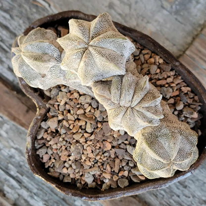 Astrophytum myriostigma cv. Onzuka cristata