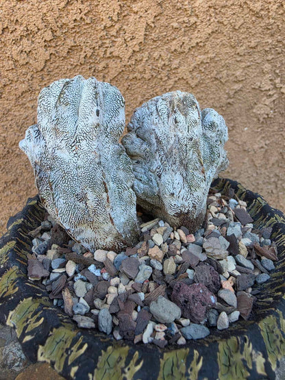 Astrophytum myriostigma cv. Onzuka cristata