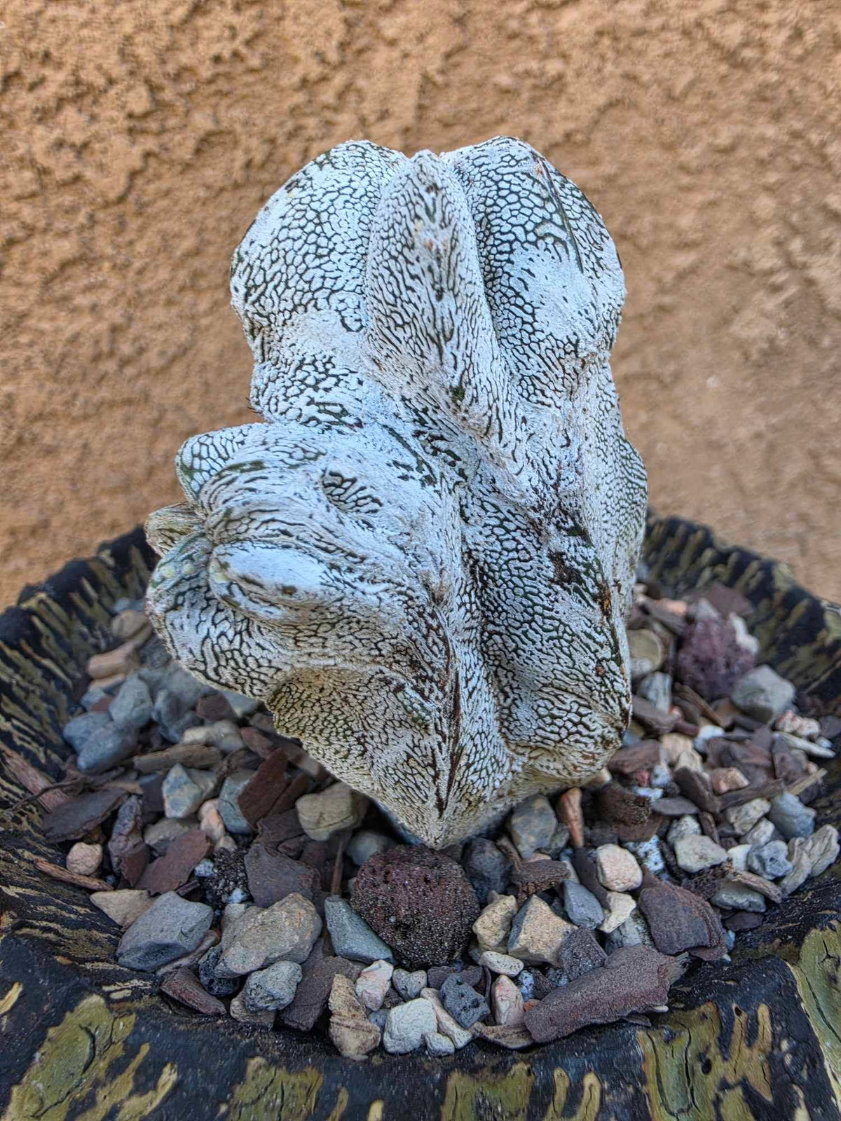 Astrophytum myriostigma cv. Onzuka cristata