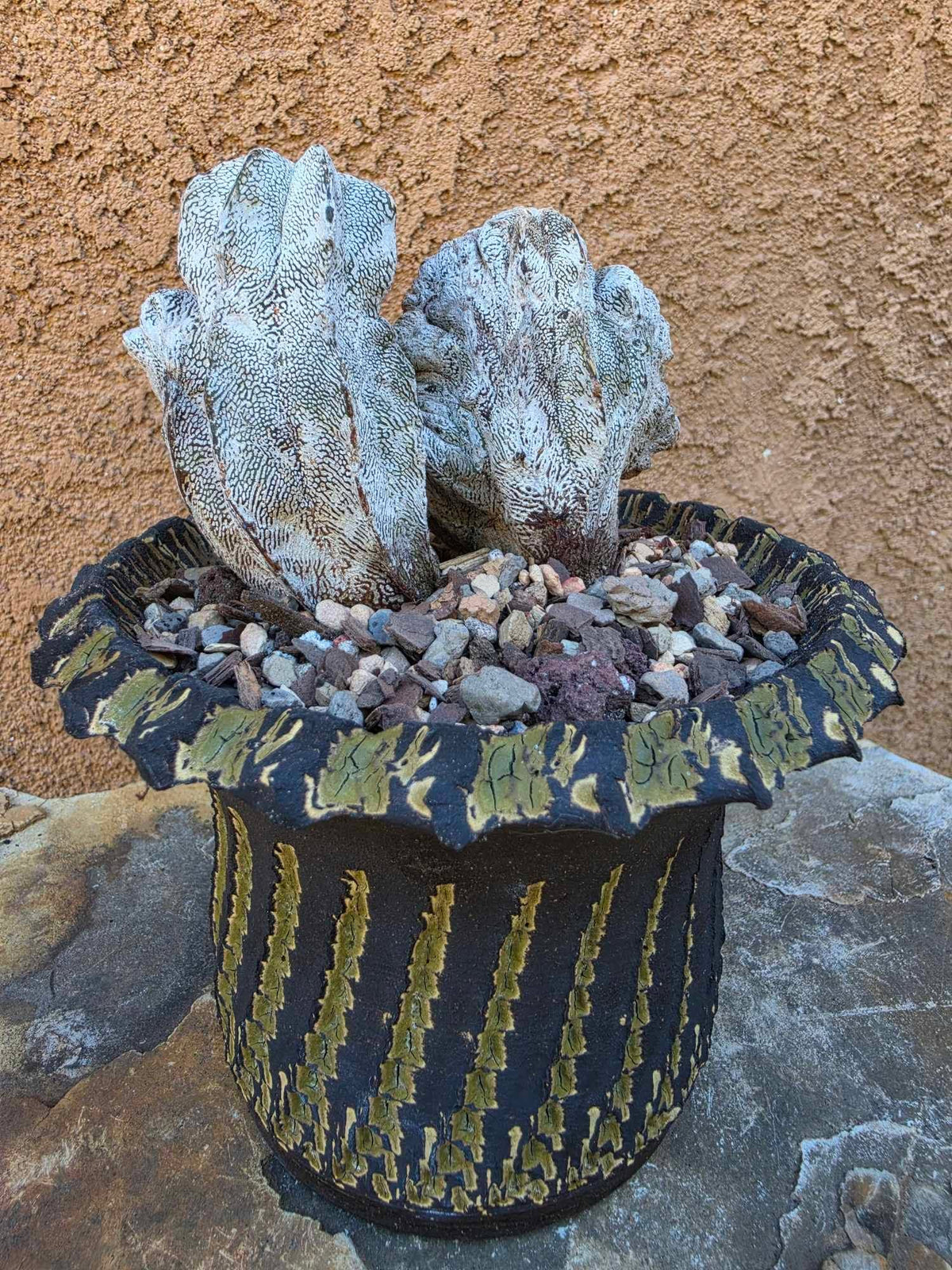 Astrophytum myriostigma cv. Onzuka cristata
