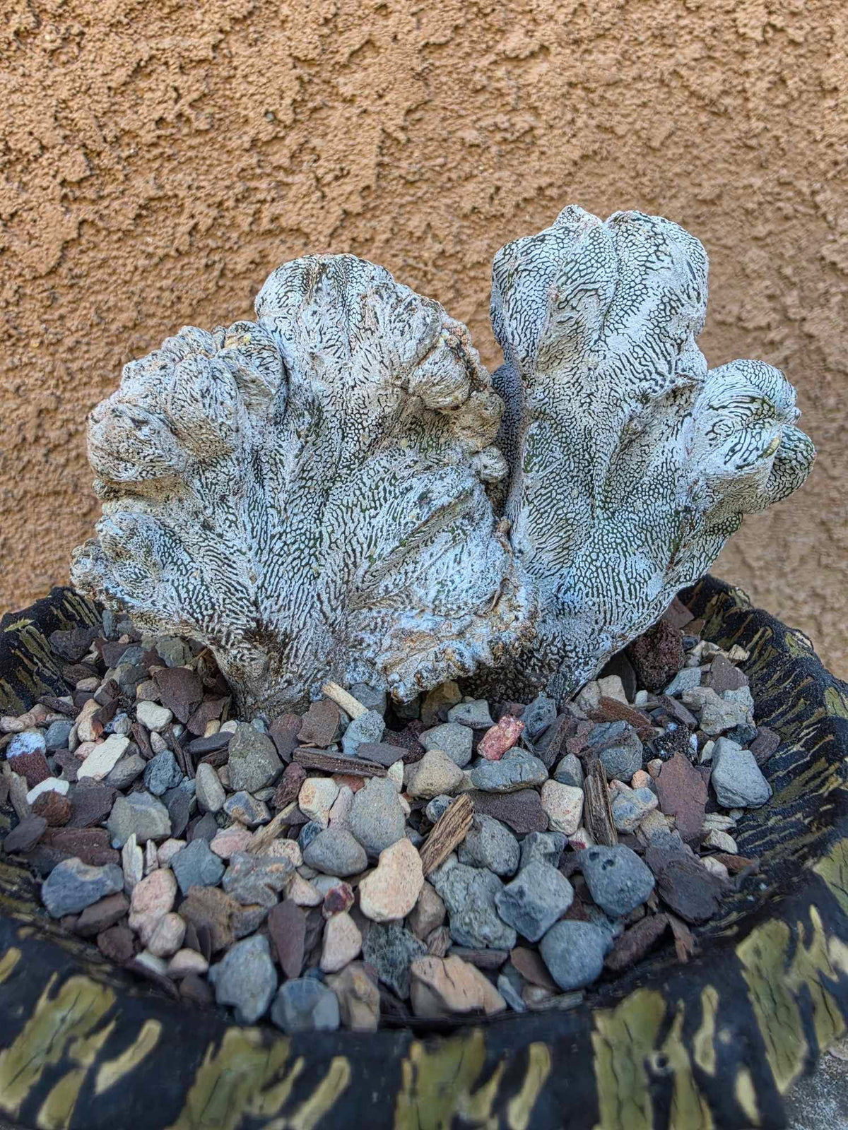 Astrophytum myriostigma cv. Onzuka cristata