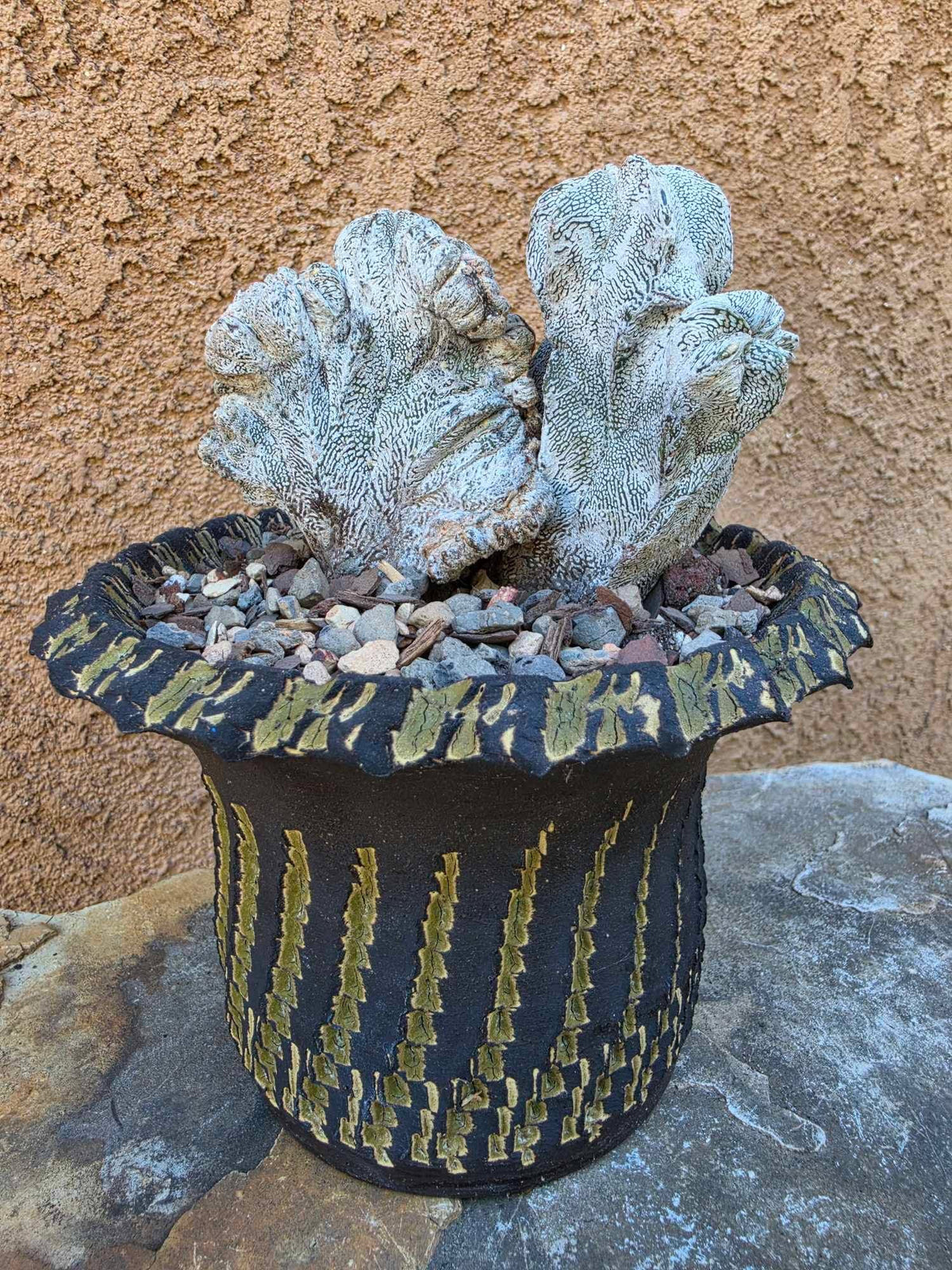 Astrophytum myriostigma cv. Onzuka cristata