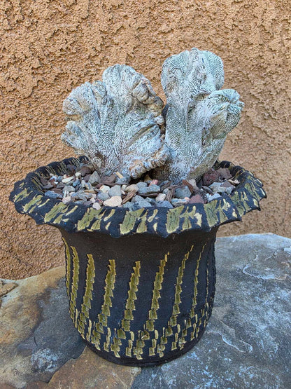 Astrophytum myriostigma cv. Onzuka cristata