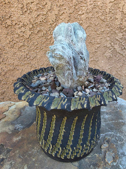 Astrophytum myriostigma cv. Onzuka cristata