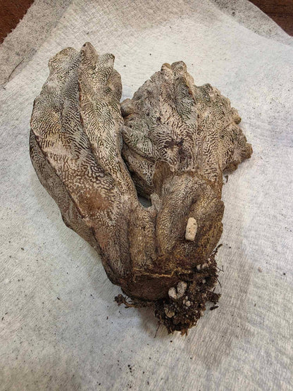 Astrophytum myriostigma cv. Onzuka cristata