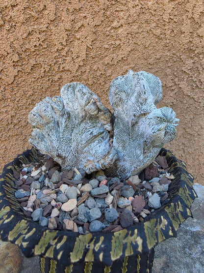 Astrophytum myriostigma cv. Onzuka cristata