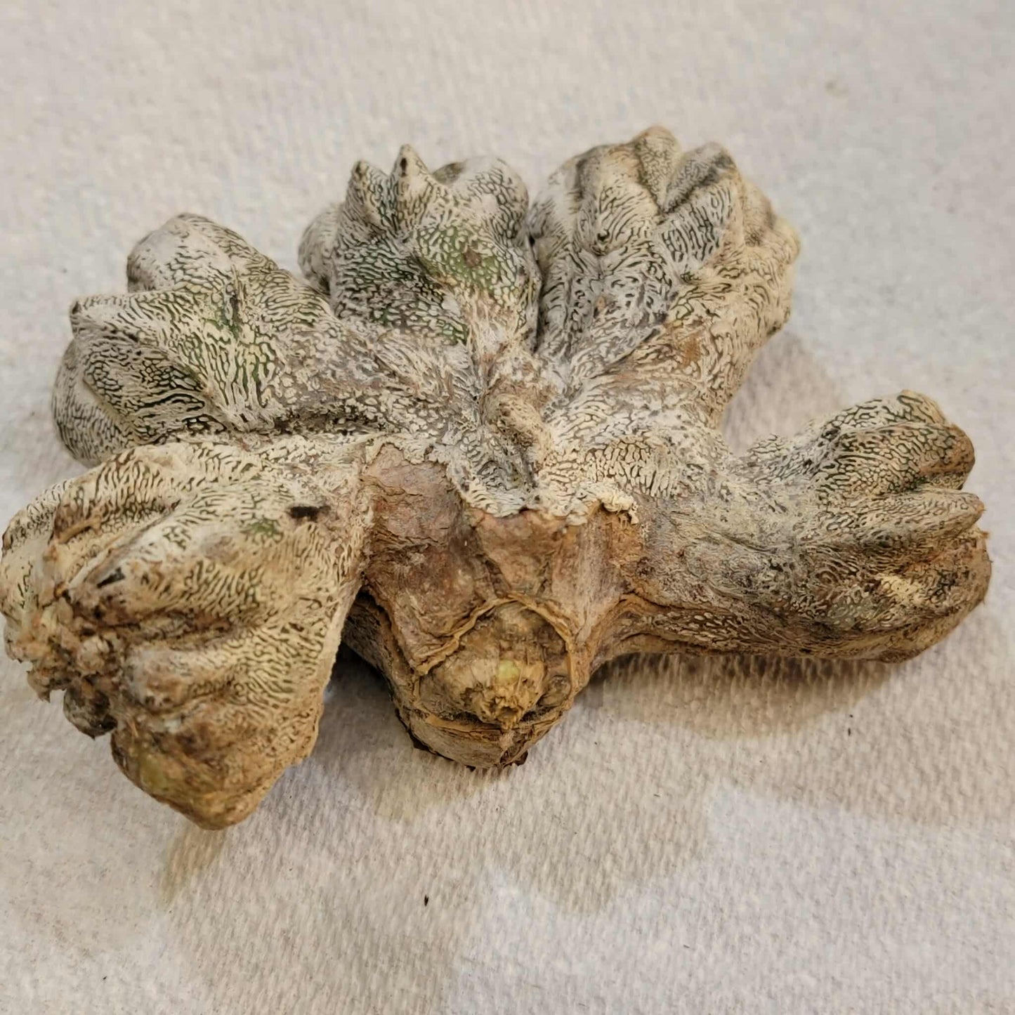 Astrophytum myriostigma cv. Onzuka cristata