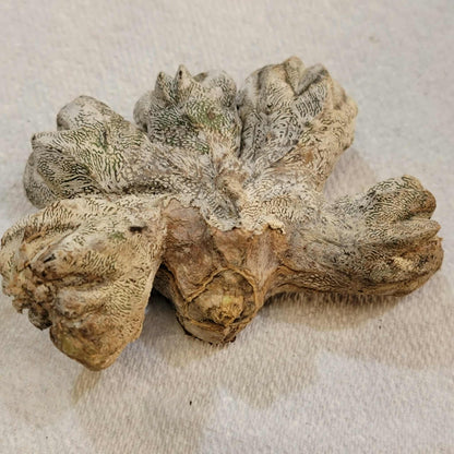 Astrophytum myriostigma cv. Onzuka cristata