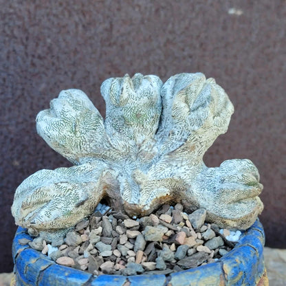 Astrophytum myriostigma cv. Onzuka cristata