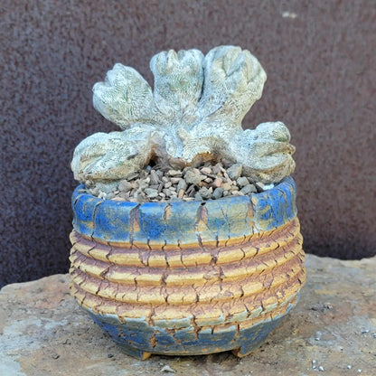 Astrophytum myriostigma cv. Onzuka cristata