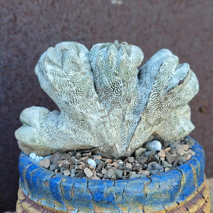 Astrophytum myriostigma cv. Onzuka cristata