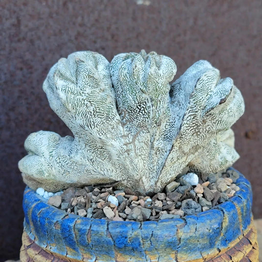 Astrophytum myriostigma cv. Onzuka cristata