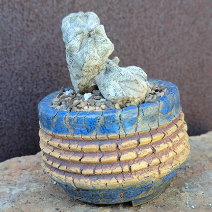 Astrophytum myriostigma cv. Onzuka cristata