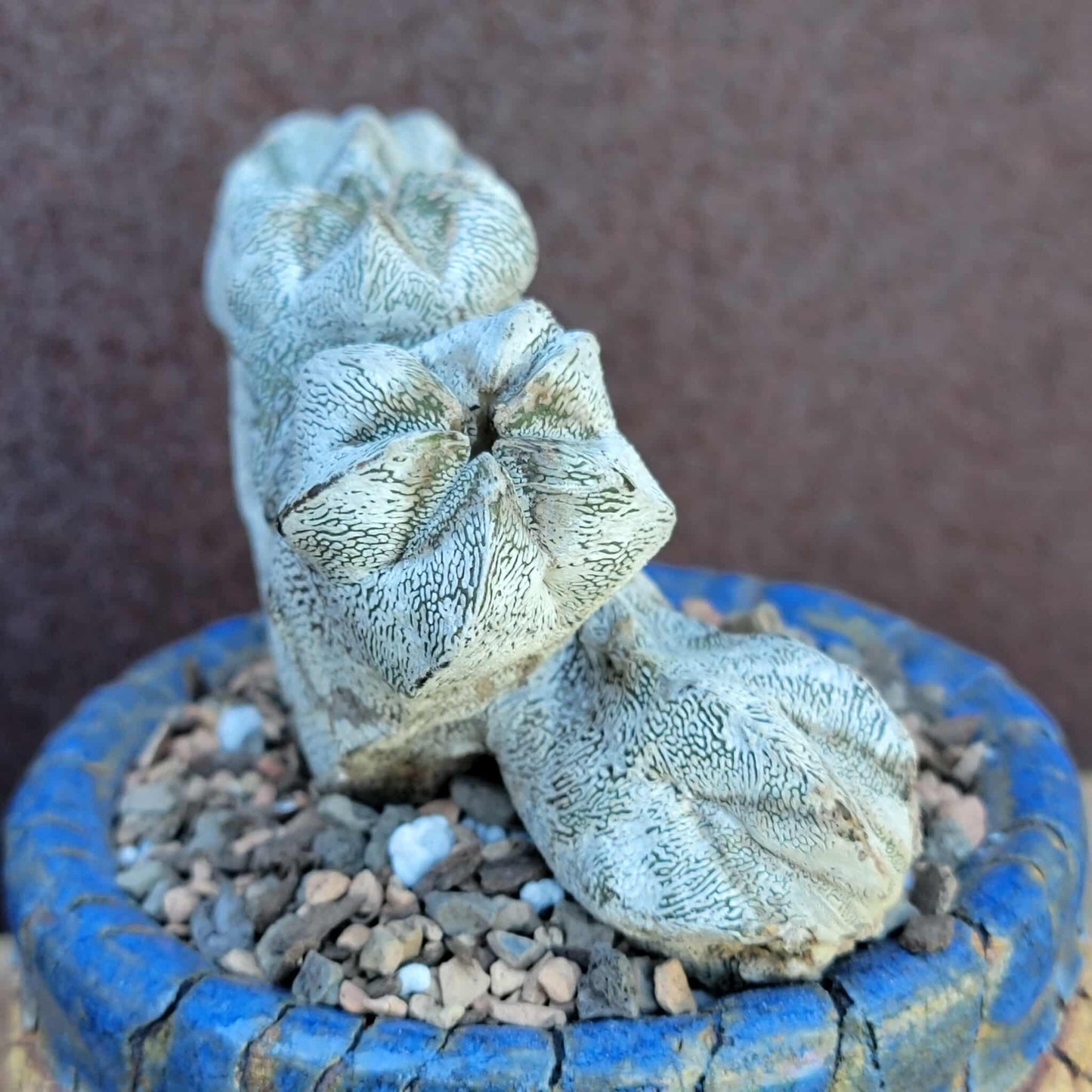 Astrophytum myriostigma cv. Onzuka cristata