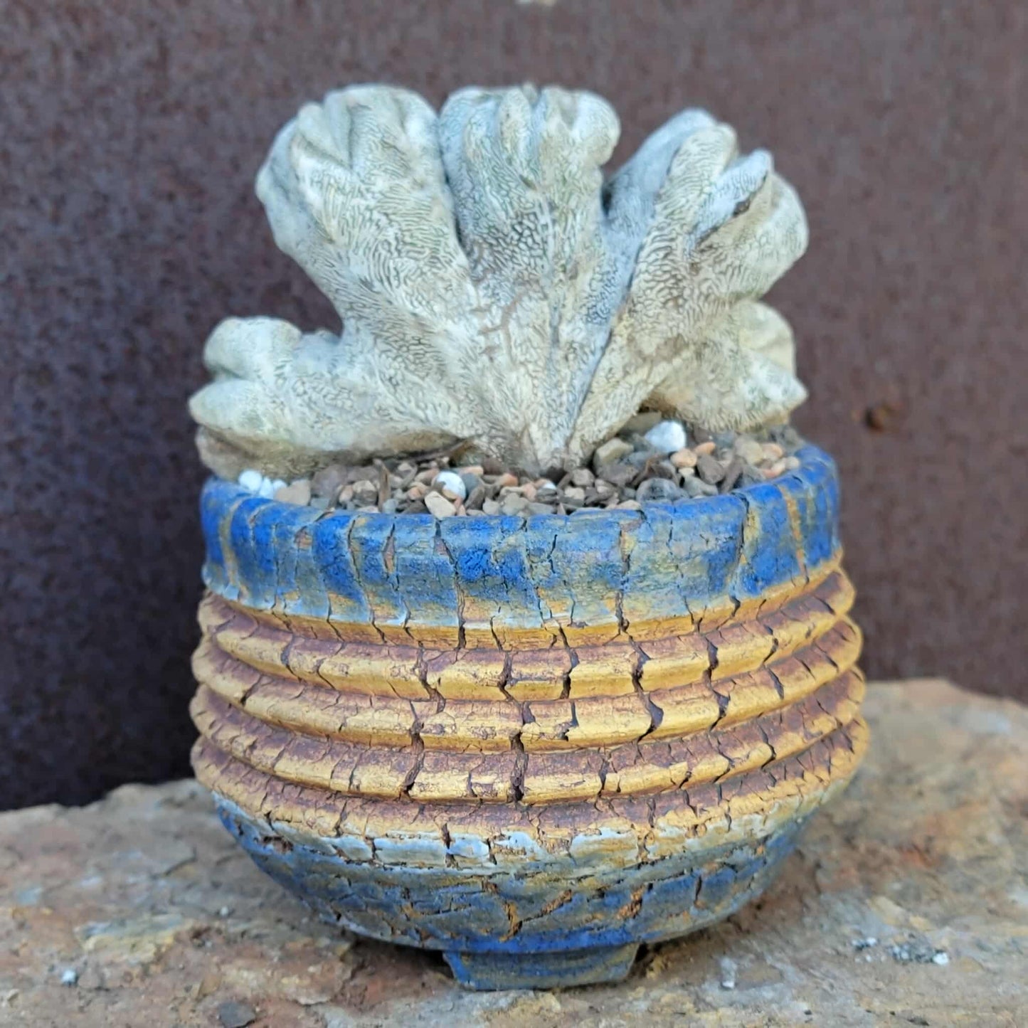 Astrophytum myriostigma cv. Onzuka cristata