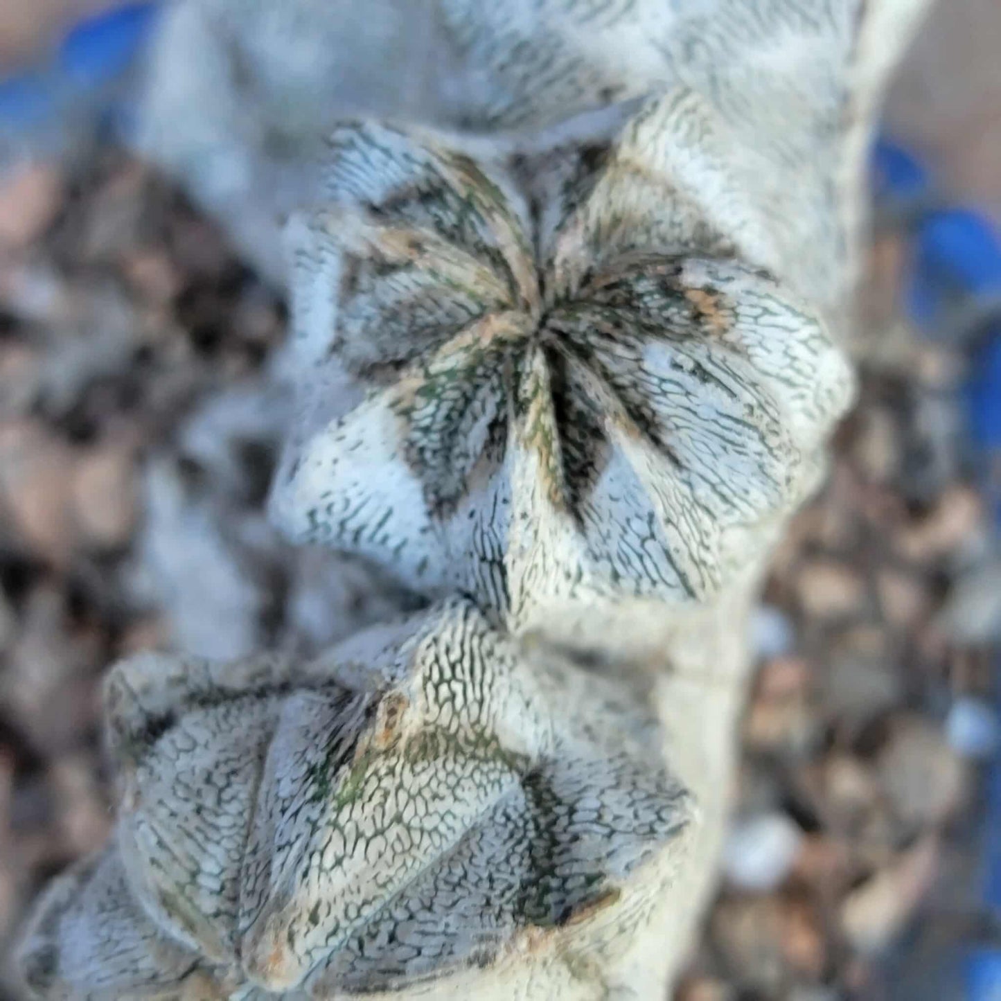 Astrophytum myriostigma cv. Onzuka cristata