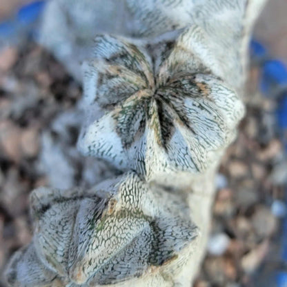 Astrophytum myriostigma cv. Onzuka cristata
