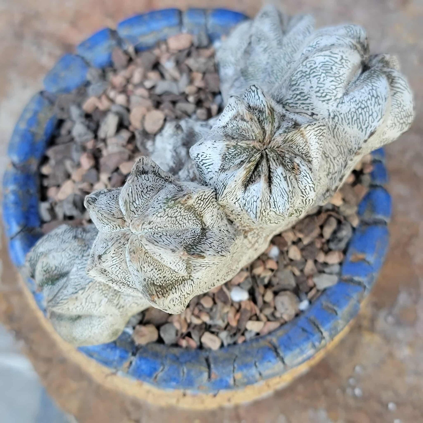 Astrophytum myriostigma cv. Onzuka cristata