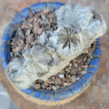 Astrophytum myriostigma cv. Onzuka cristata