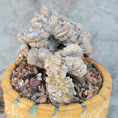 Astrophytum myriostigma cv. Onzuka cristata (monstruosa)