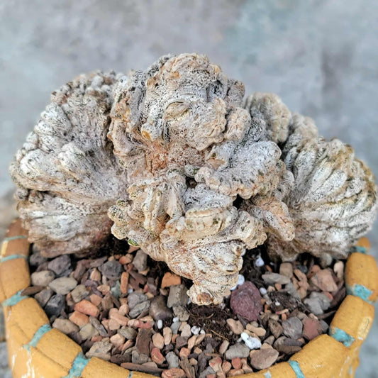 Astrophytum myriostigma cv. Onzuka cristata (monstruosa)