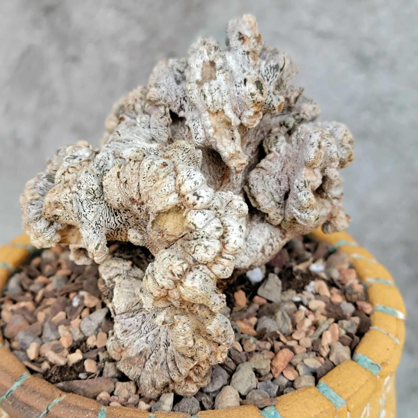 Astrophytum myriostigma cv. Onzuka cristata (monstruosa)
