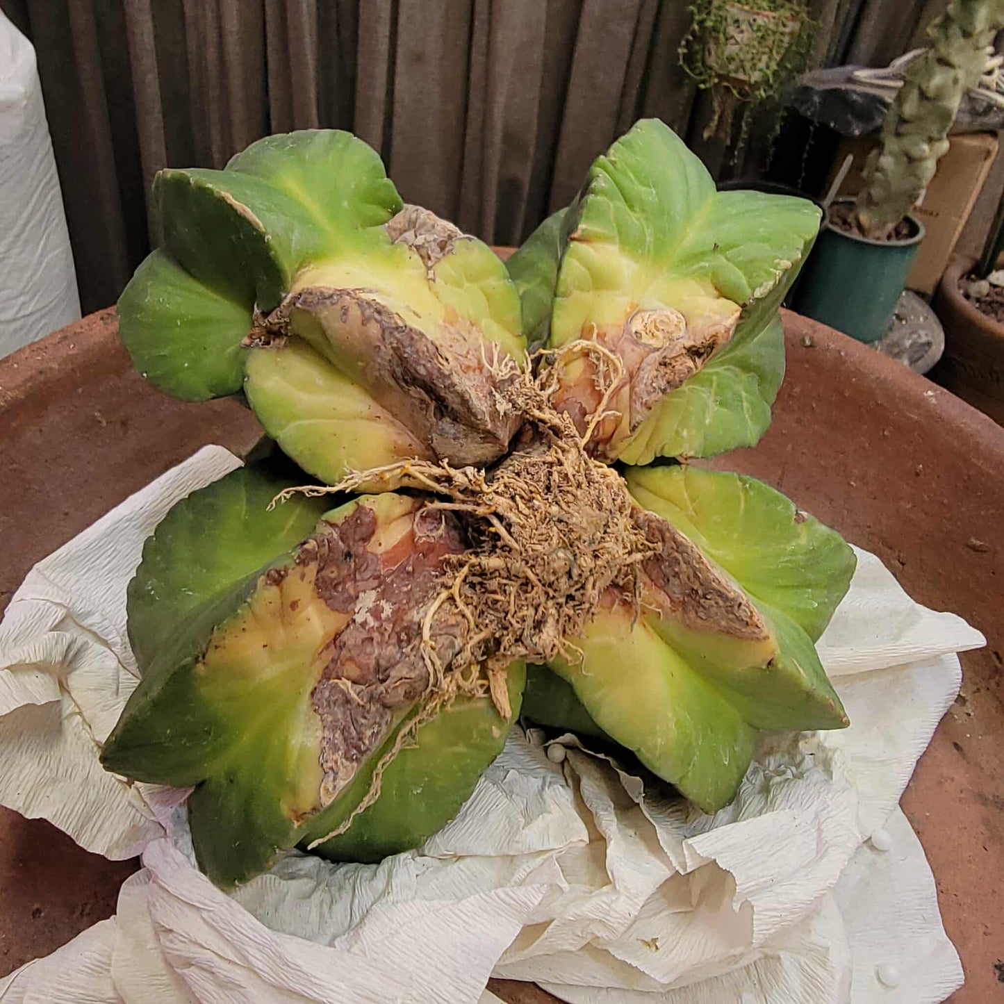 Astrophytum Myriostigma cv. Kikko nudum - 5 Heads - Large Cluster