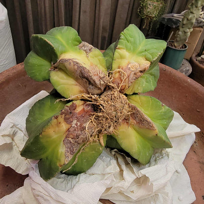 Astrophytum Myriostigma cv. Kikko nudum - 5 Heads - Large Cluster