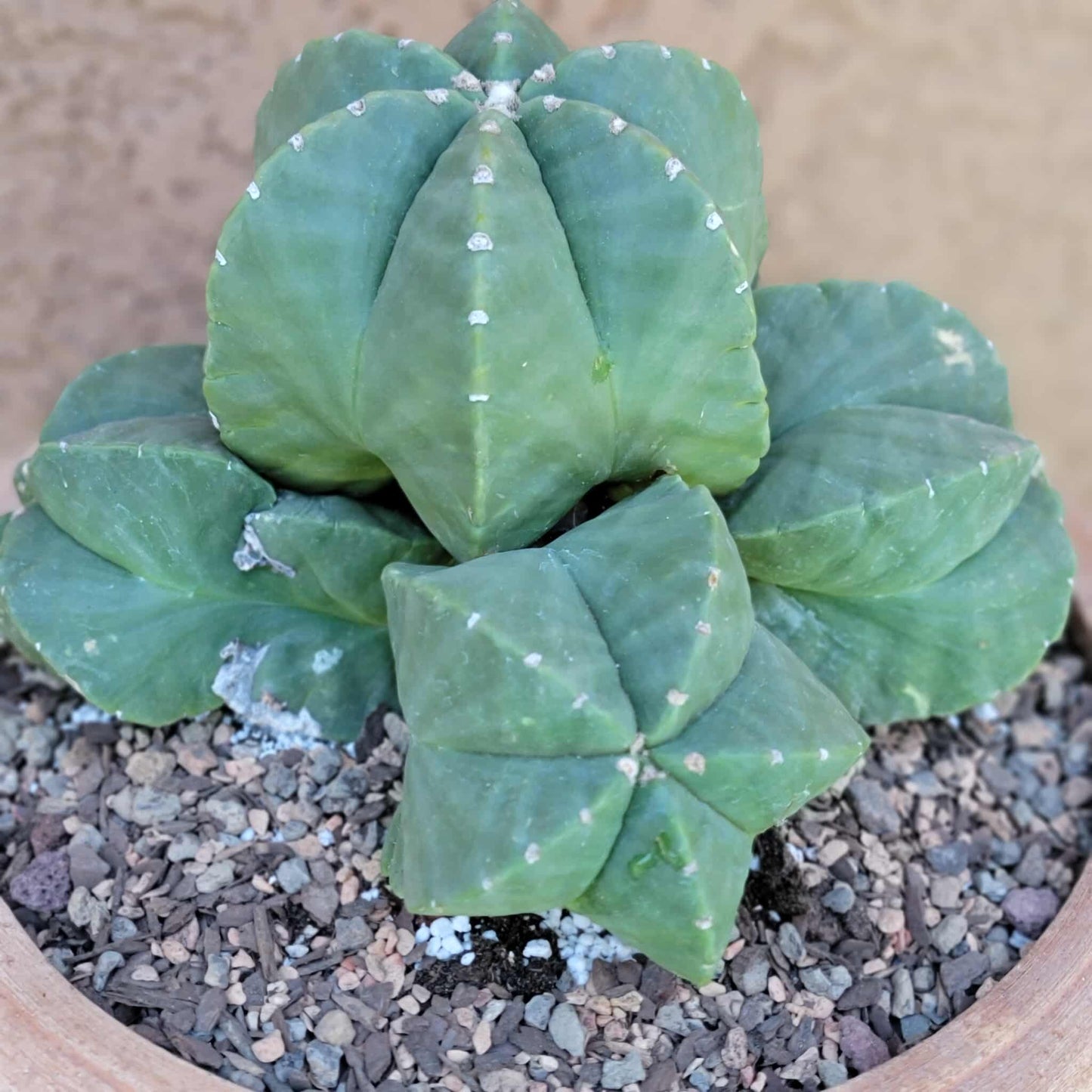 Astrophytum Myriostigma cv. Kikko nudum - 5 Heads - Large Cluster