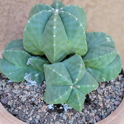Astrophytum Myriostigma cv. Kikko nudum - 5 Heads - Large Cluster