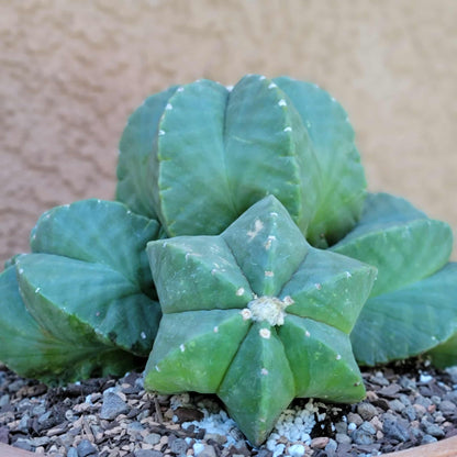 Astrophytum Myriostigma cv. Kikko nudum - 5 Heads - Large Cluster