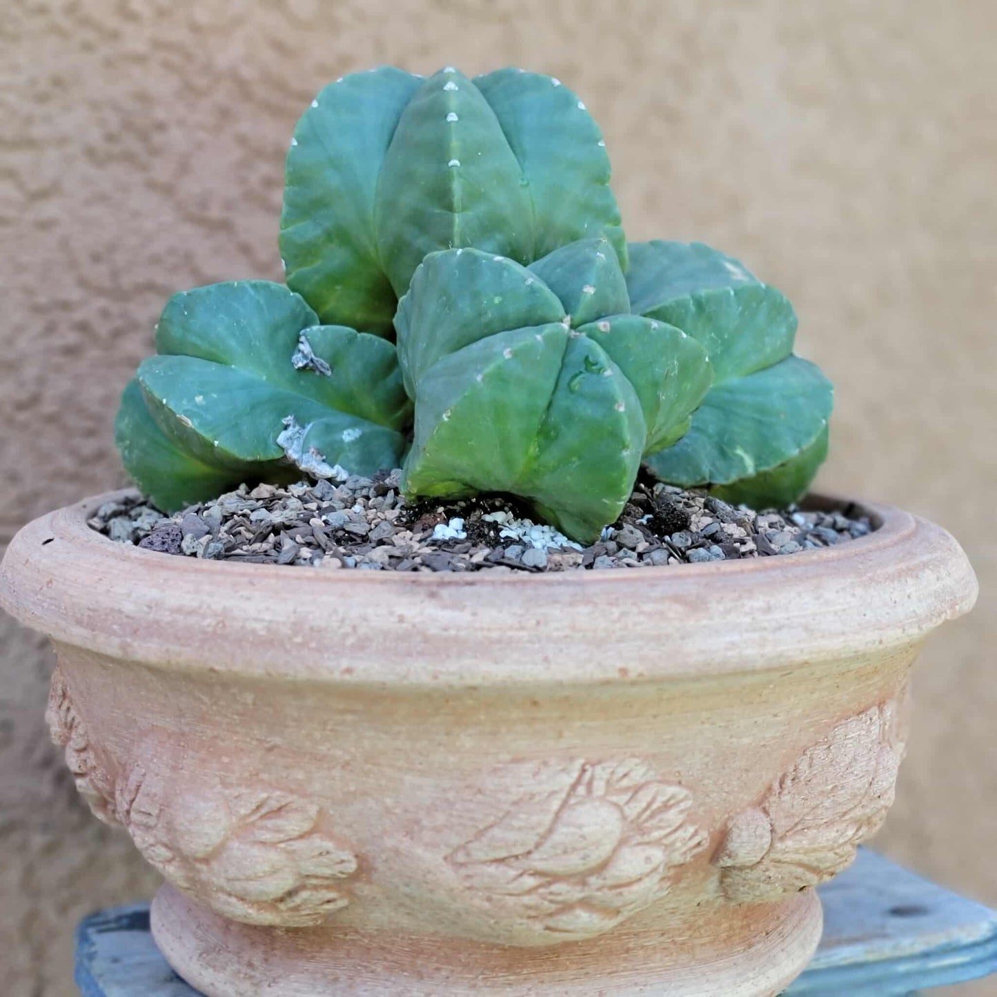 Astrophytum Myriostigma cv. Kikko nudum - 5 Heads - Large Cluster