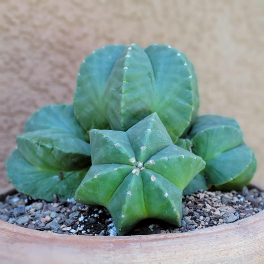 Astrophytum Myriostigma cv. Kikko nudum - 5 Heads - Large Cluster