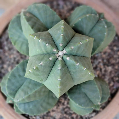 Astrophytum Myriostigma cv. Kikko nudum - 5 Heads - Large Cluster
