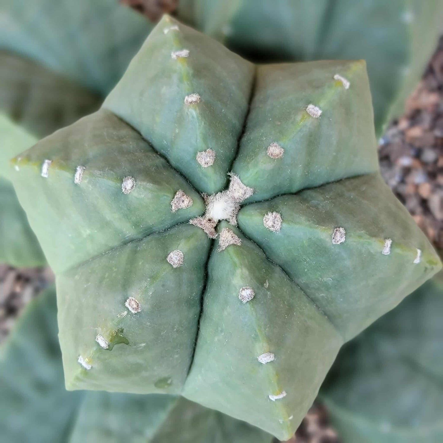 Astrophytum Myriostigma cv. Kikko nudum - 5 Heads - Large Cluster