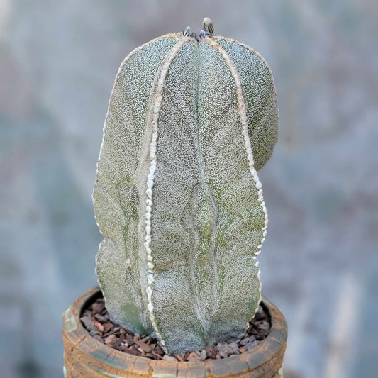 Astrophytum myriostigma var. tulense