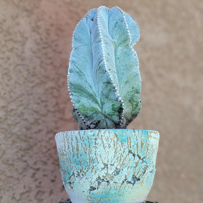 Astrophytum myriostigma var. tulense - BIG & OLD - Last One!