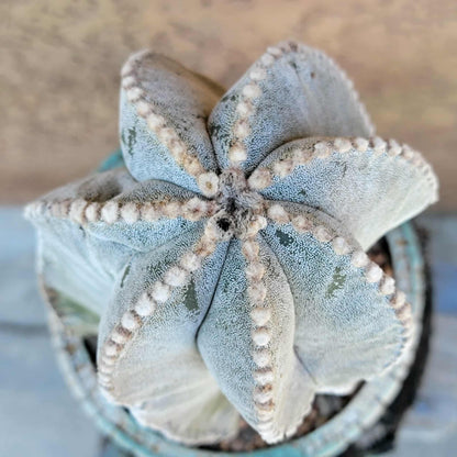Astrophytum myriostigma var. tulense - BIG & OLD - Last One!