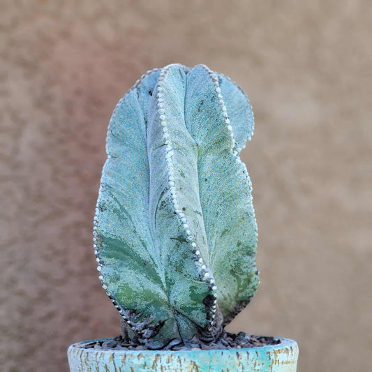 Astrophytum myriostigma var. tulense - BIG & OLD - Last One!