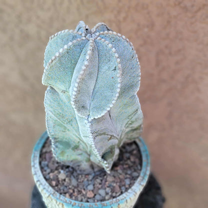 Astrophytum myriostigma var. tulense - BIG & OLD - Last One!