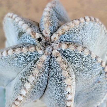 Astrophytum myriostigma var. tulense - BIG & OLD - Last One!