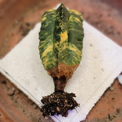 Astrophytum myriostigma v nudum f. variegata -  Last One!