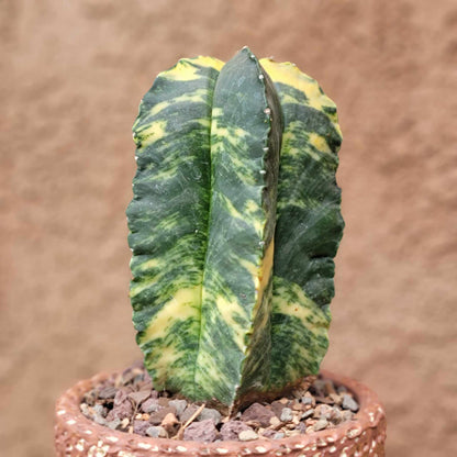 Astrophytum myriostigma v nudum f. variegata -  Last One!