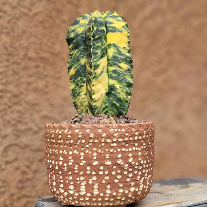 Astrophytum myriostigma v nudum f. variegata -  Last One!