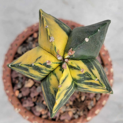 Astrophytum myriostigma v nudum f. variegata -  Last One!